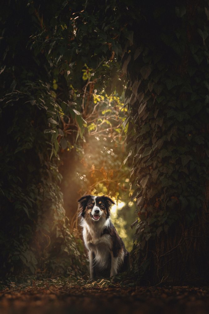 Photograph by Tamás Horváth