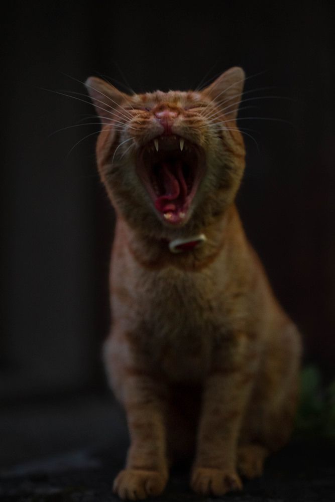 Photograph by Светлана Гаврикова