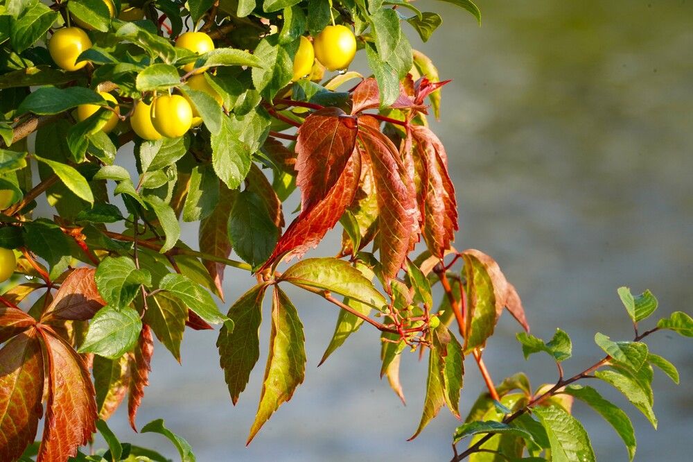 Photograph by jelena konickaja