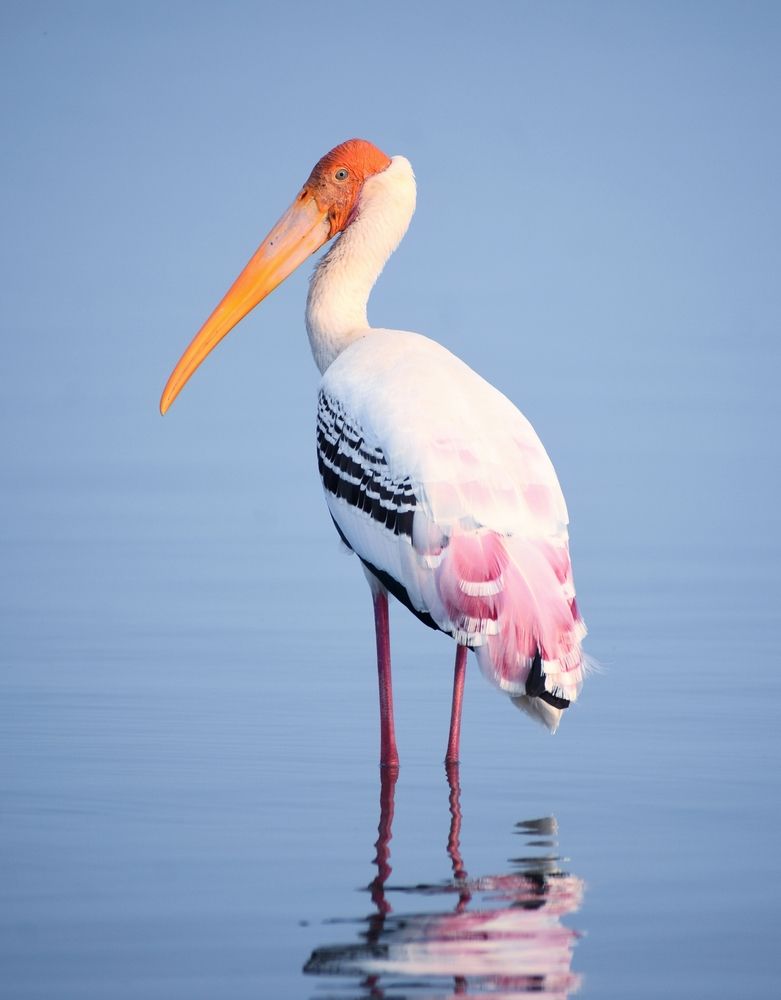 The Painted Stork
