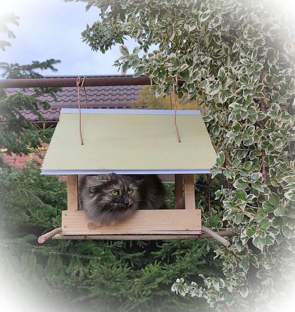 Маленькая птичка / A Small Bird