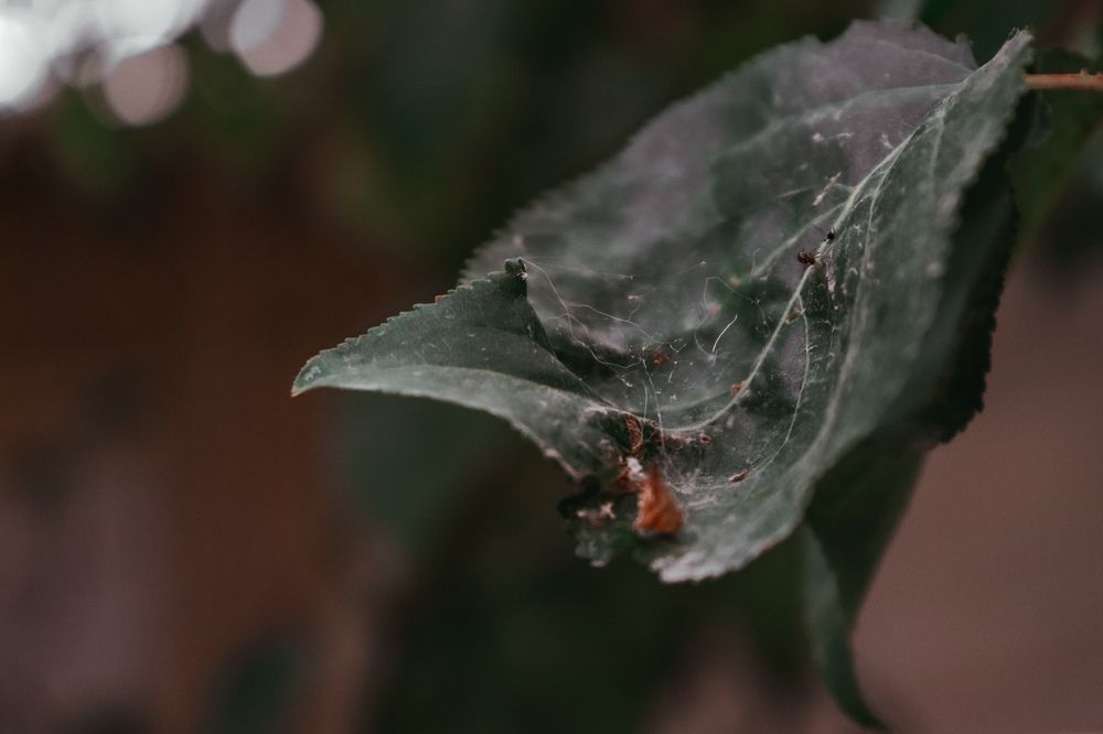 Spider\'s life