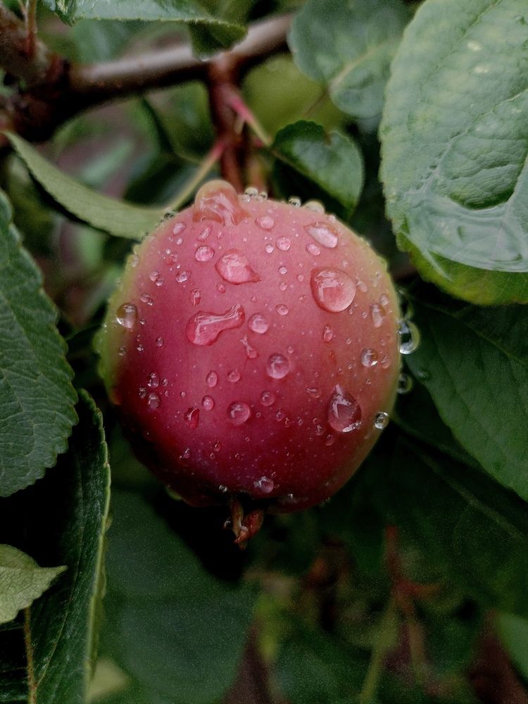 Photograph by Светлана Середина