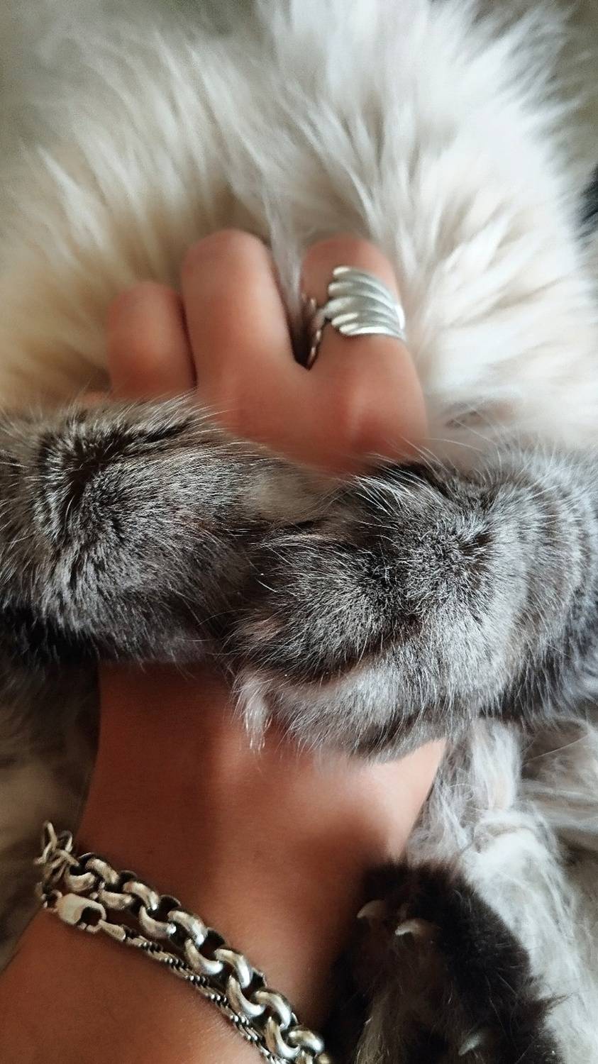 Photo #12428215