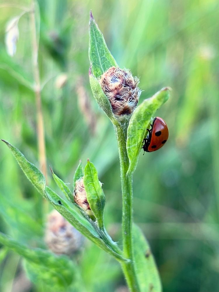 Photograph by Halina Mitsevich