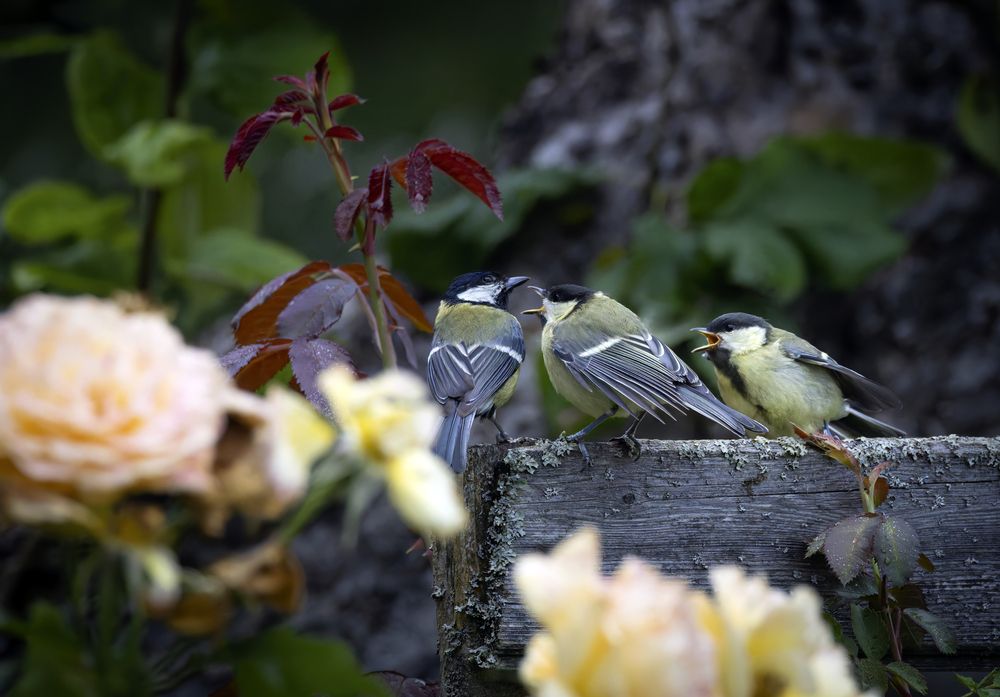 Photograph by Галина Павлова