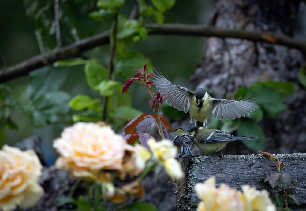 Photograph by Галина Павлова