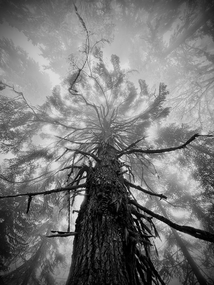 The Misty Crown
