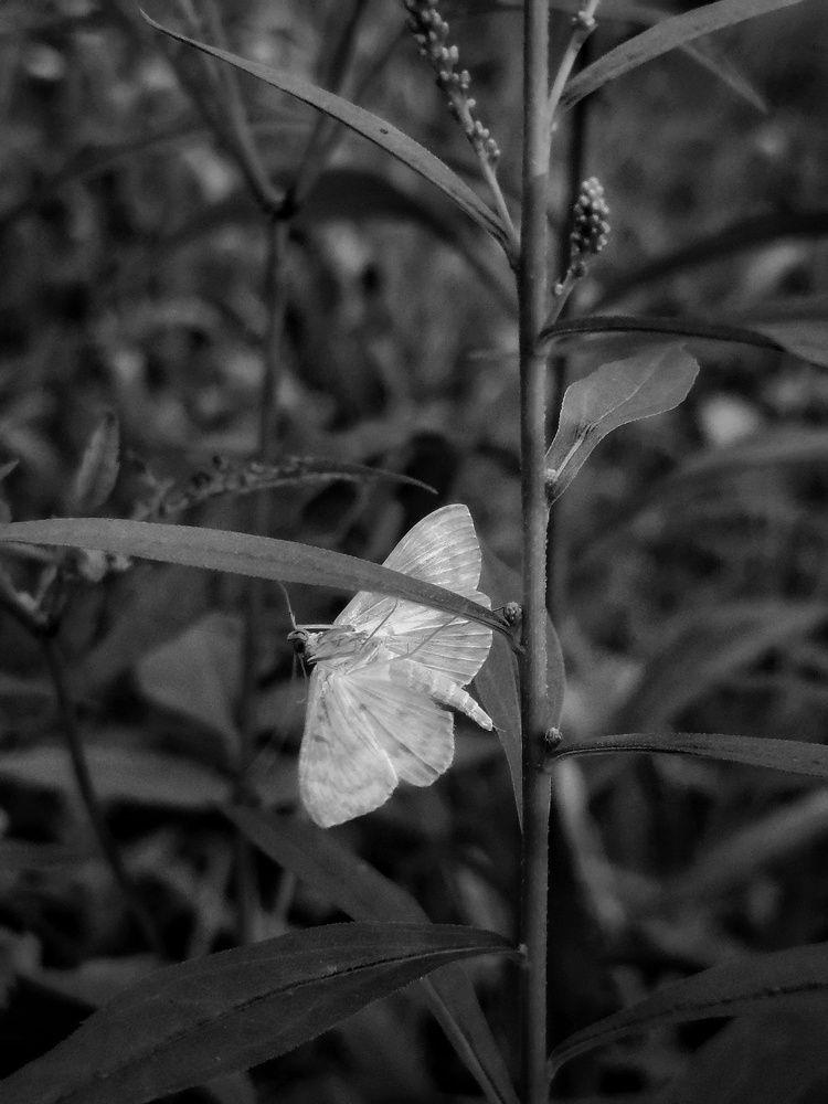 Photograph by Ольга Лукина