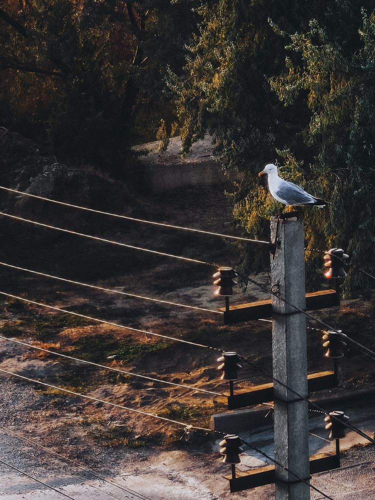 Photograph by Олеся Хижко