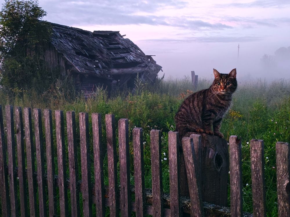 Photo #12429694