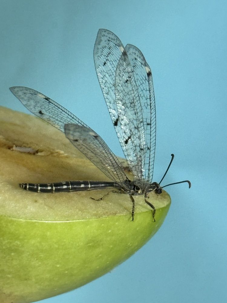 Photograph by Олена Уманцева