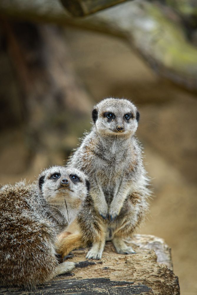 Photo #12430229