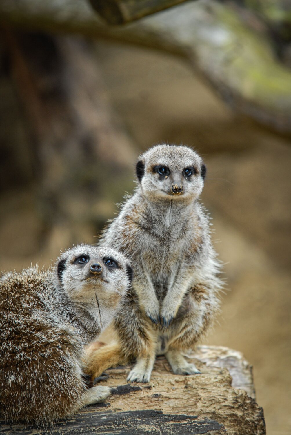 Photo #12430229