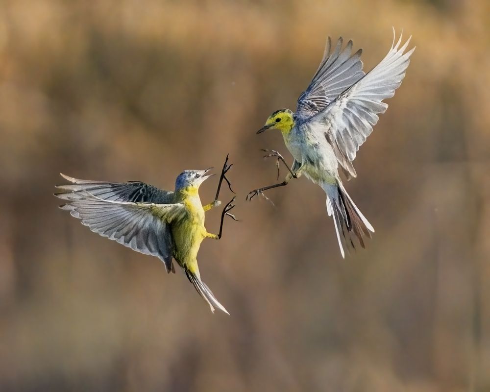 Photograph by Ashit Gandhi