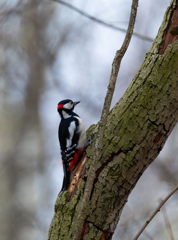 Photograph by Svetlana Porokhovnikova