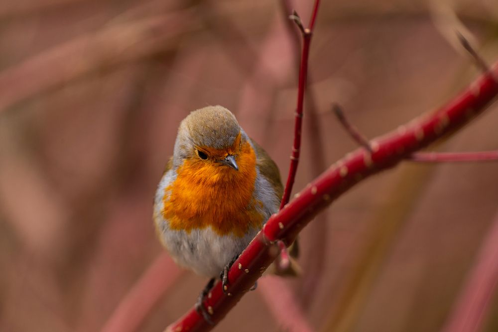 Photograph by Svetlana Porokhovnikova