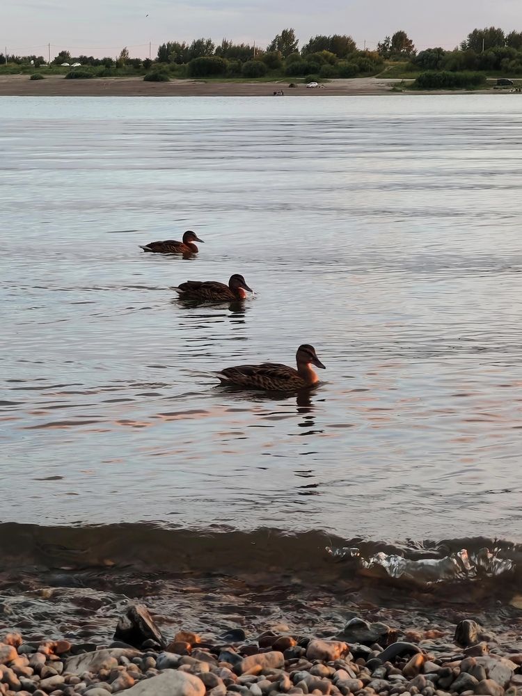 Photograph by Альбина