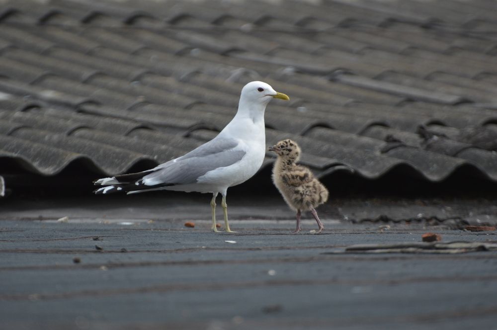 Фотография автора Елена Максимова