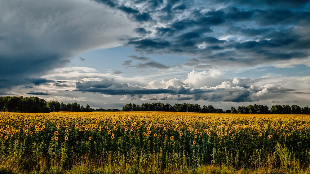 Фотография автора Эльвира Чернова
