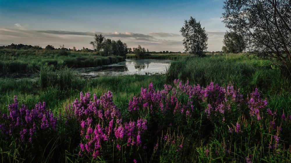 Фотография автора Эльвира Чернова