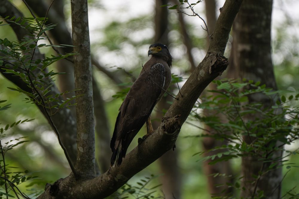 Sentinel of the Forest