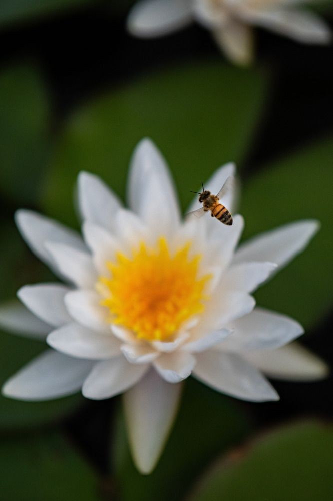 Фотография автора Доляна Горохова