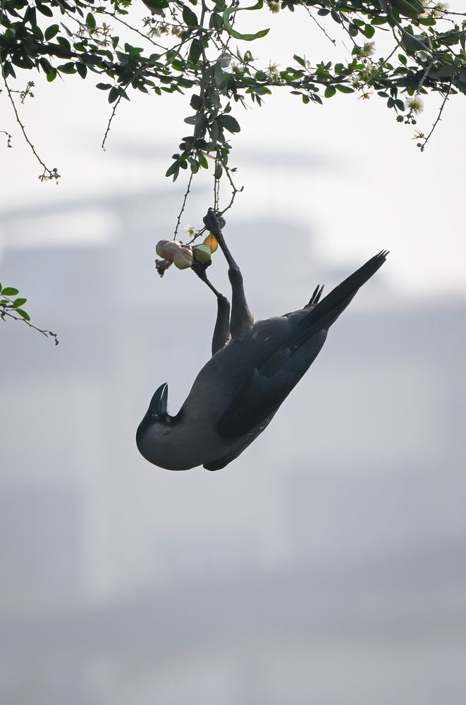 Photograph by Vikrant Khedekar