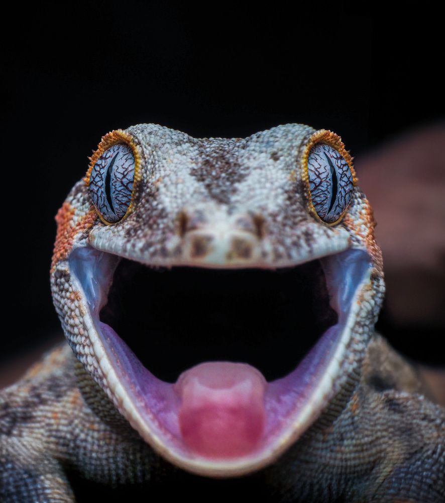 Фотография автора Norman Celis