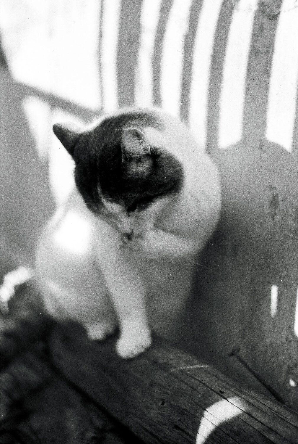 Photo #12432244