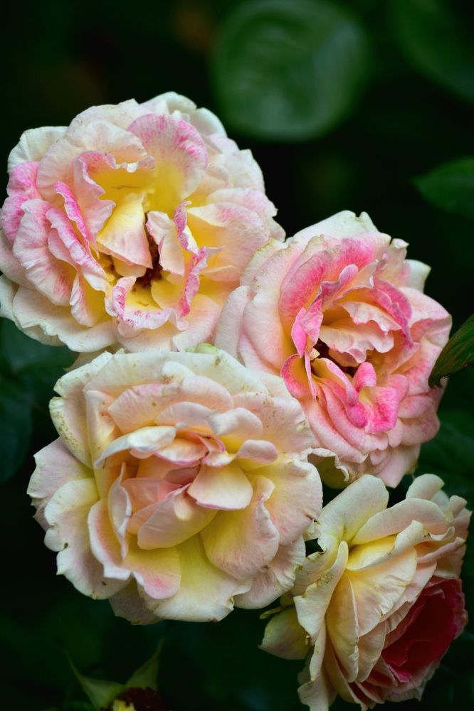 Photograph by Анастасия Белицкая