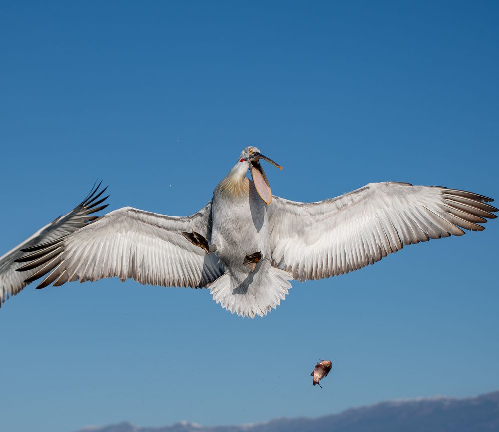 Photograph by Olena Pfister
