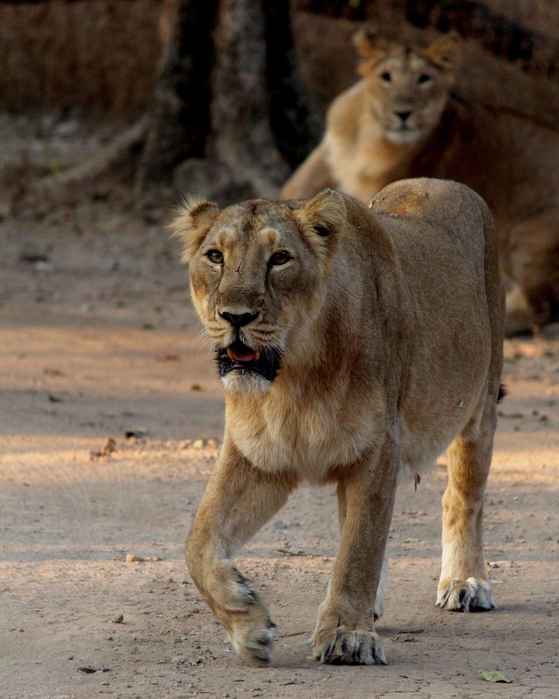 Photograph by Jainamkumar Patel