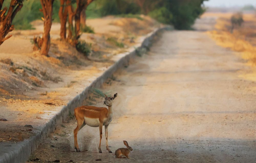 Photograph by Jainamkumar Patel