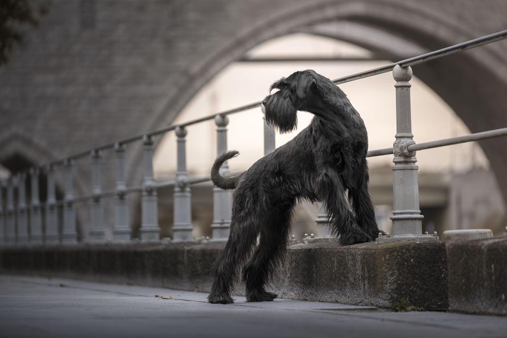 Schnauzer