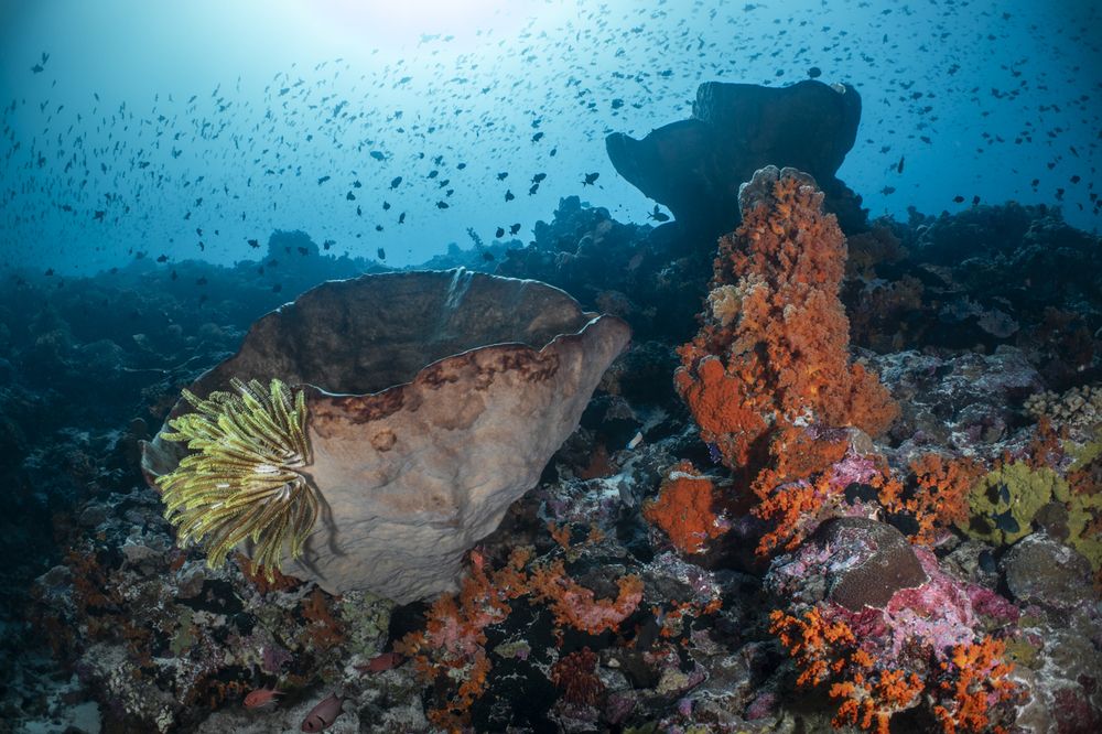 Фотография автора Fabi Fregonesi