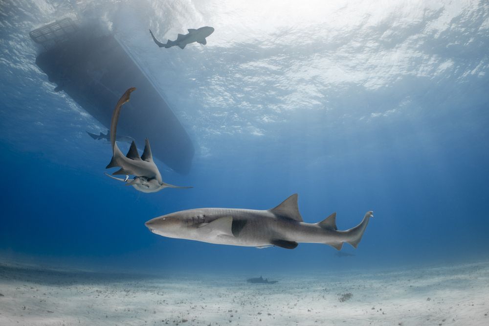 Фотография автора Fabi Fregonesi