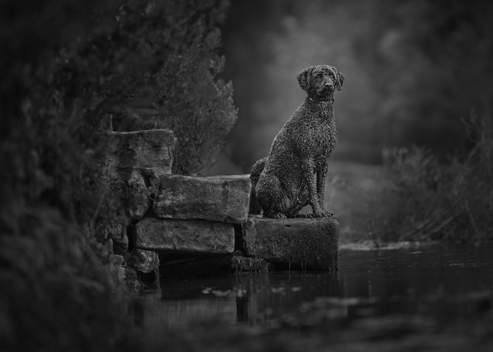 Photograph by Susan Lang