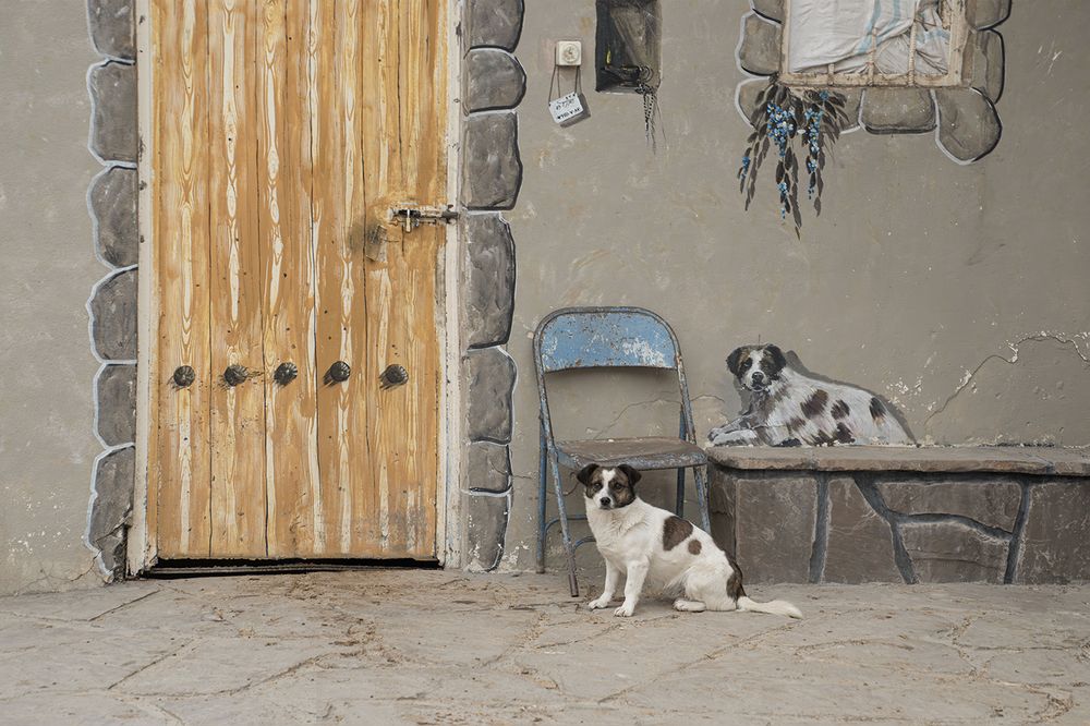 A Dog With His Picture On The Wall