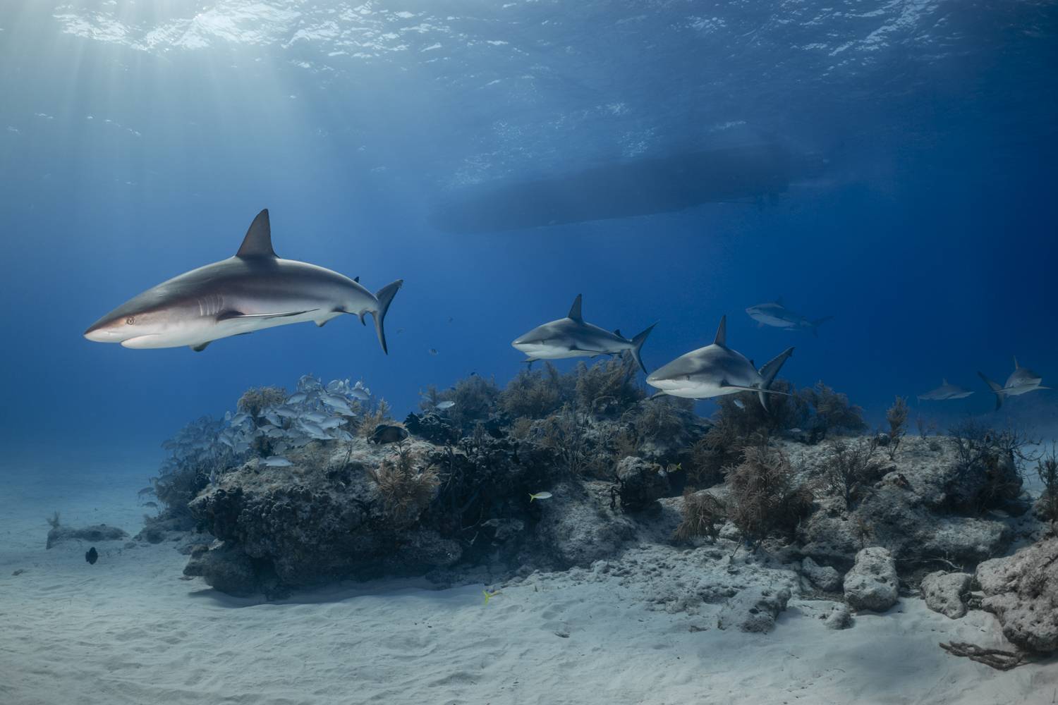 Фотография #12433756