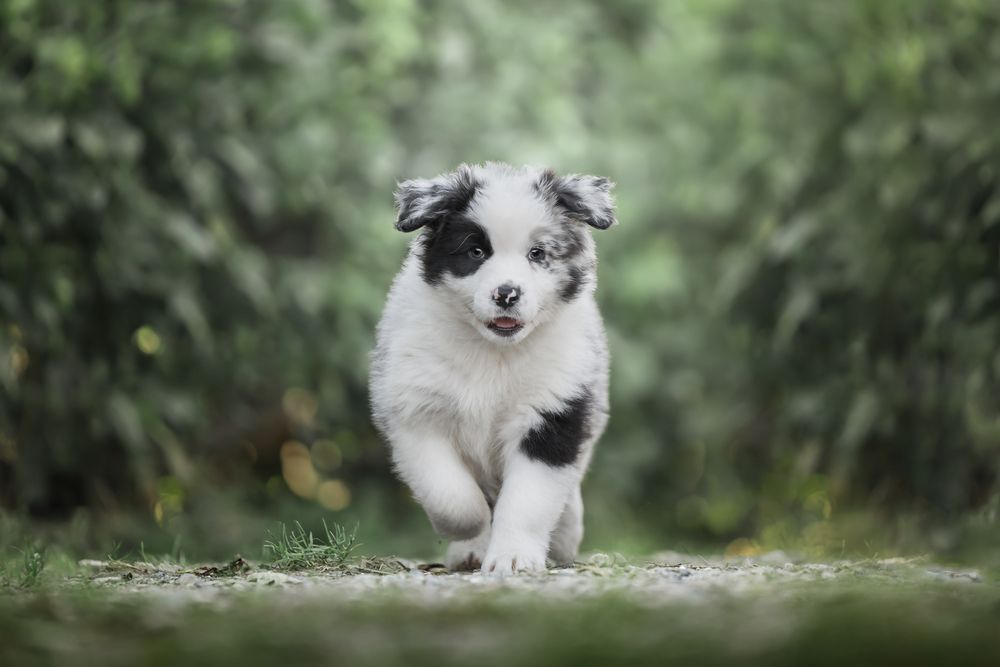 Photograph by Alessandro Magaro