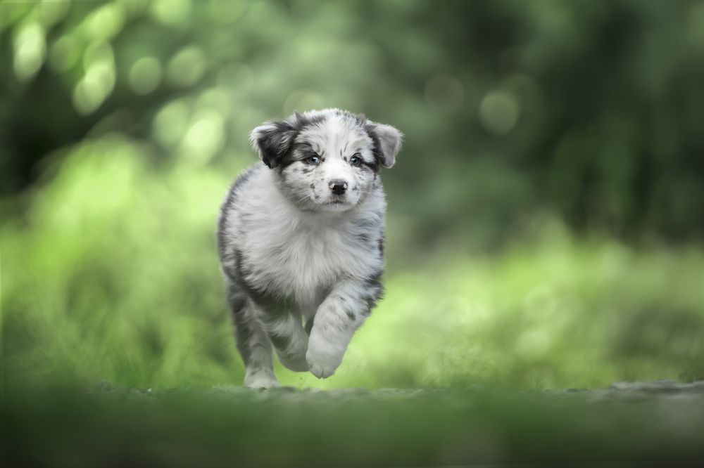 Photograph by Alessandro Magaro