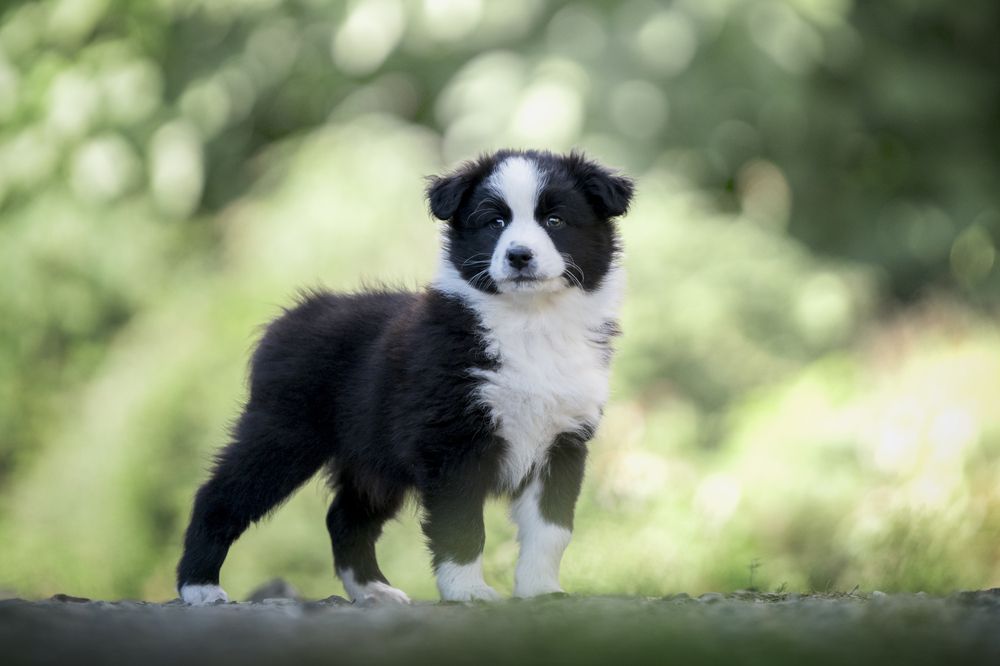 Photograph by Alessandro Magaro