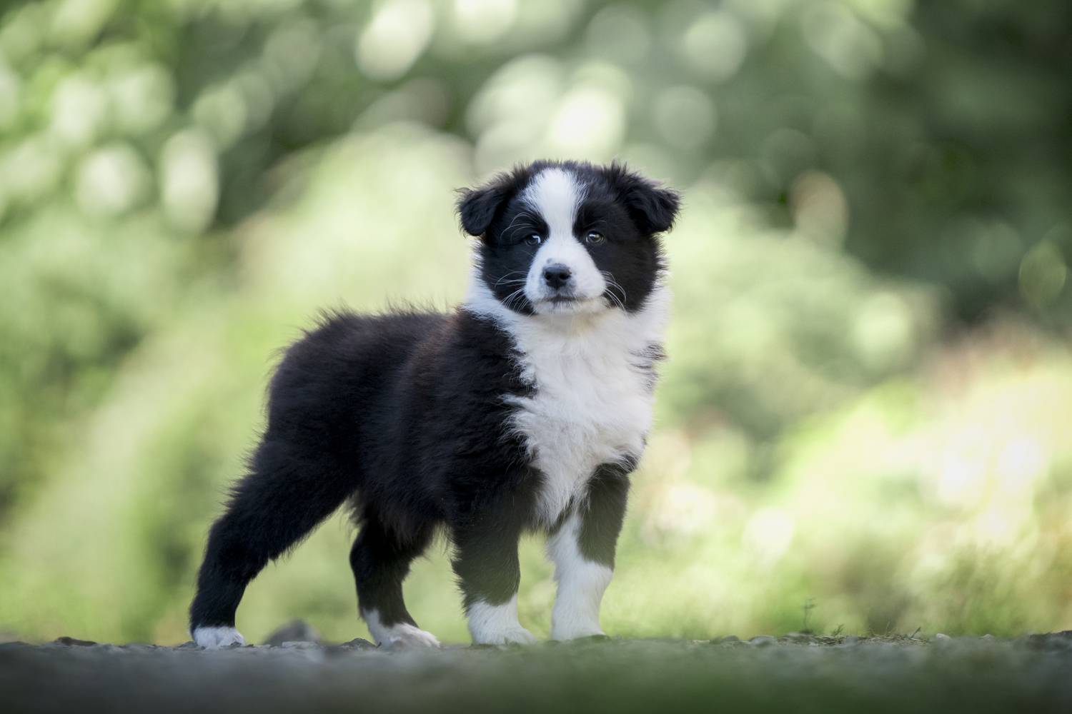 Фотография #12433885