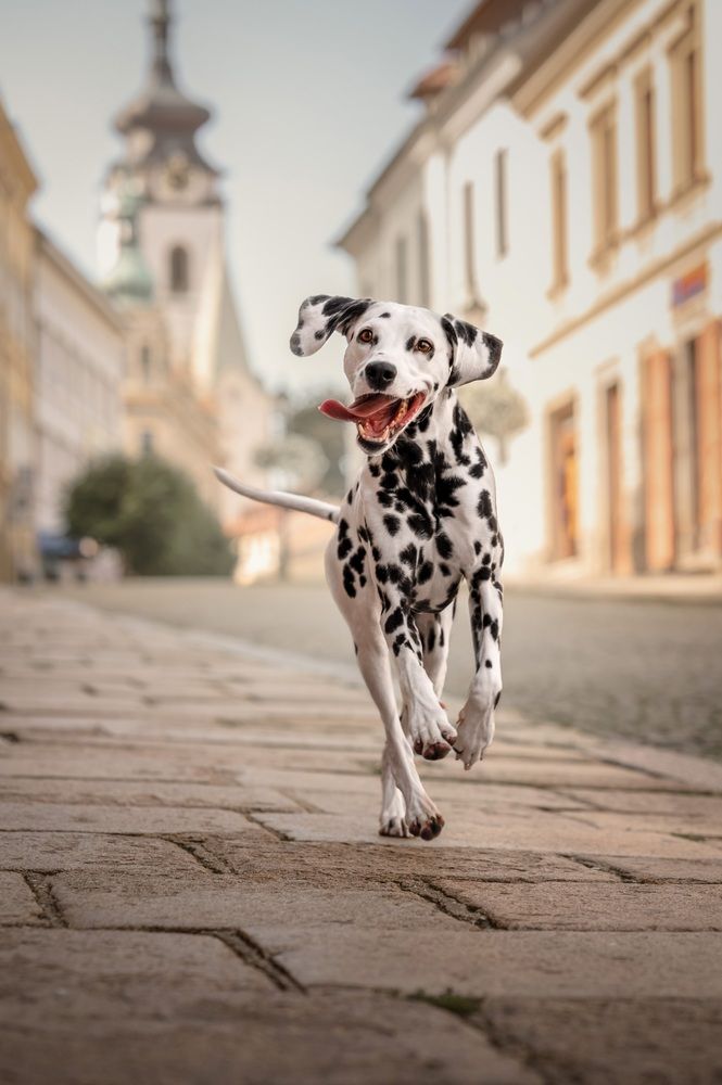 Photograph by Adéla Kovaříková