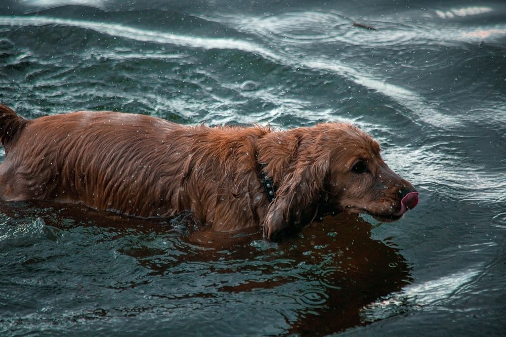 Фотография автора Елена Чиликина