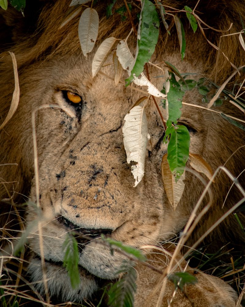 Resting Lion