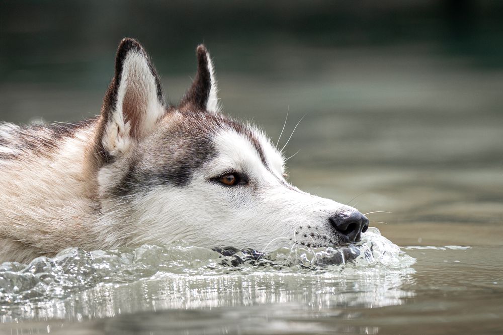 Photograph by Krisztián Csalami