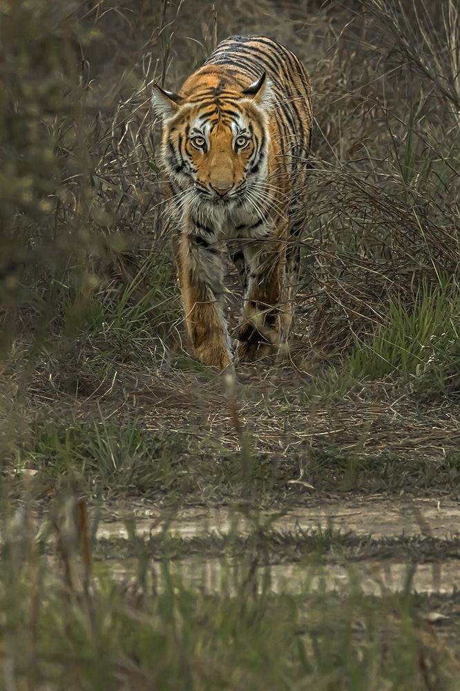 Photograph by Saumi Biswas