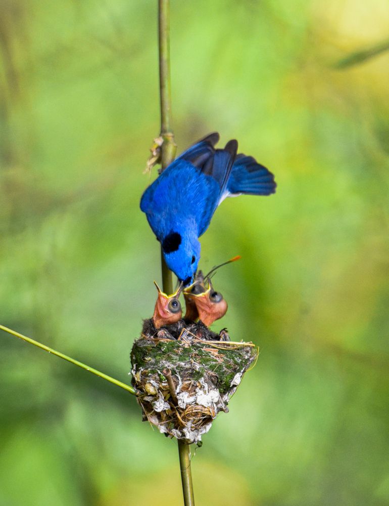 Photograph by RINI GHOSH
